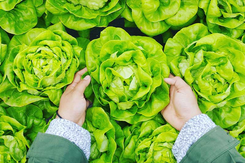 horticulture-vegetable-produce-image